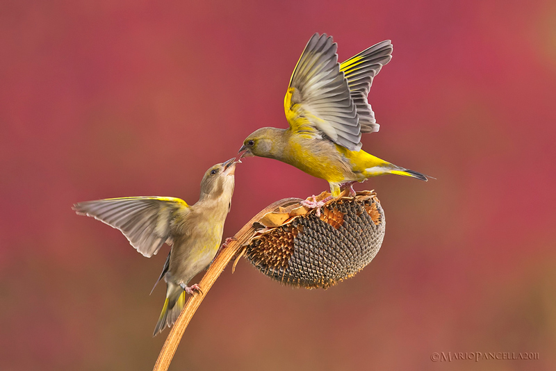 VERDONI - Carduelis chloris